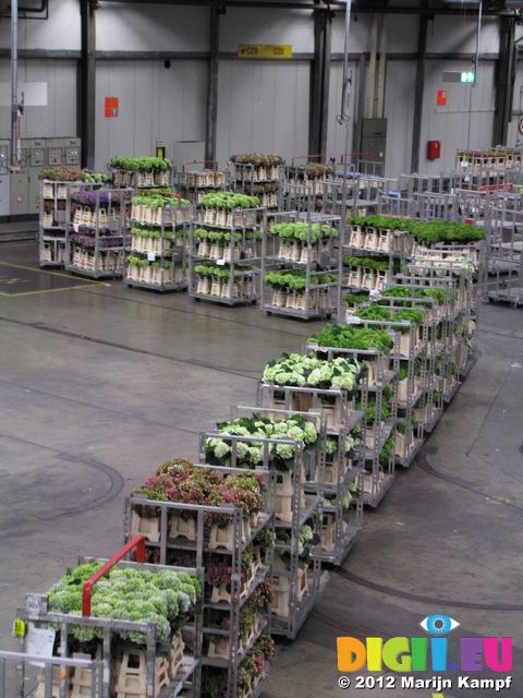 SX23947 Bloemenveiling Aalsmeer FloraHolland Flower Auction
